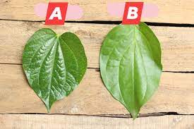 Dalam seikat daun sirih mana boleh tak boleh jumpa sehelai sirih bertemu urat. Yang Mana Satu Daun Sireh Kalau Siakap Keli Press Facebook