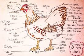 Chicken Labelled Diagram Best Egg Laying Chickens Chickens Backyard Chickens