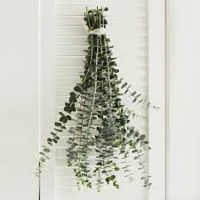 Buy echeveria blue for your garden! Baby Blue Eucalyptus Greenery Diy Wedding Flowers Free Shipping Magnolia Suppy Co