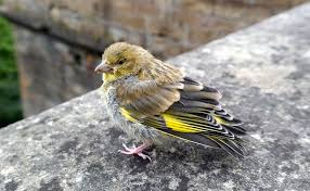 Le Verdier D Europe Carduelis Chloris Petit Passereau Colore Oiseaux Des Jardins Oiseaux De France Oiseaux Colores