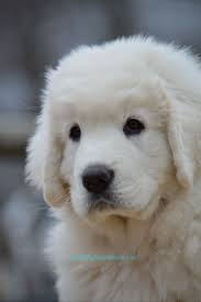 Information on the polish tatra sheepdog breed including polish tatra sheepdog photos, training, height, weight, puppy care, grooming, history, good with thinking about purchasing an polish tatra sheepdog? Polish Tatra Sheepdog Puppy Sheep Dog Puppy Cute Animals Puppy Time