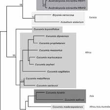 Image result for Cucumis bryoniifolius