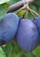 We did not find results for: Buy Dwarf Plum Trees Online Crj Fruit Trees Nursery Uk