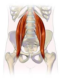 With the exception of the kidneys, most internal organs are located in the front of the body, but that doesn't mean they can't cause pain that radiates to your lower back. The Psoas And Digestion Connection Nourishing Therapies