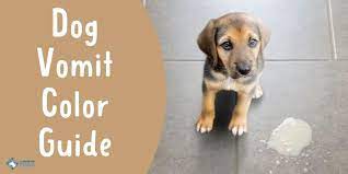 Dog Vomit Color Guide Yellow White Pink Orange Brown Green Red Black Etc