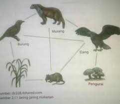 Semua gambar pada gambar burung elang untuk logo dan website ini 100% gratis, sebagai gantinya, imbalannya biasanya kami dapat dari andaadalah ucapan terimakasih dengan cara share halaman ini ke media socialnya. Gambar 2 11 Tuliskan Rantai Makanan Yang Ditunjukkan Pada Gambar 2 11 Diatas Contoh 1 Rantai Brainly Co Id