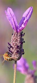 Bee Lavender Save Our Wonderful Bees And Have Some Wonderful Honey Lavender Flowers Bee Lovely Lavender