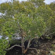 Image result for Avicennia marina