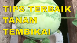 Buah tembikai ni banyak khasiatnya. Tips Tanam Buah Tembikai Youtube