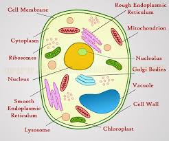 Pin On Biology Pieces