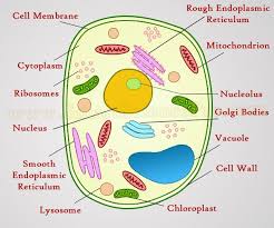 We did not find results for: Structure Of Animal Cell And Plant Cell Under Microscope Diagrams Animal Cell Cell Diagram Plant Cell Diagram