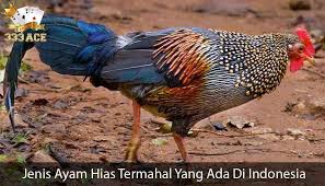 Jenis Ayam Hias Termahal Di Indonesia Ayam Jenis Bulu