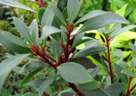 Image result for Landolphia lanceolata