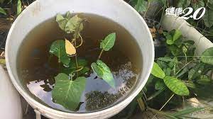 Jun 08, 2021 · 在连日豪雨过后，嘉义市政府卫生局会针对高风险场域（如：多人种植菜园）及东、西区各里家户周围，加强民众卫教宣导、环境整顿以及孳生源. è±ªé›¨éŽå¾Œæ…Žé˜²ç™»é©ç†± è½å¯¦4æ­¥é©Ÿç—…åª'èšŠç„¡æ‰€éå½¢ å¥åº·2 0