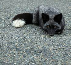 The Beauty Of Wildlife Pet Fox Animals Beautiful Cute Animals