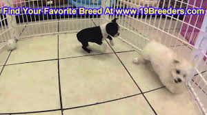 American bully puppy ready to come home. St Louis Craigslist Pets For Sale Nar Media Kit