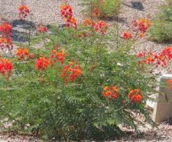 Image result for Caesalpinia rostrata