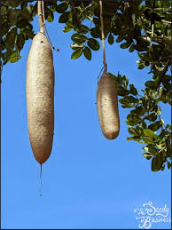 Image result for Kigelia africana