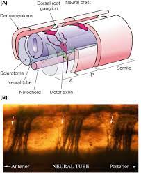 Any of a series of dorsal paired segments of mesoderm occurring along the notochord in. Somite An Overview Sciencedirect Topics