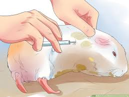 3 ways to prevent bladder stones in guinea pigs wikihow