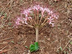 Image result for Ammocharis tinneana