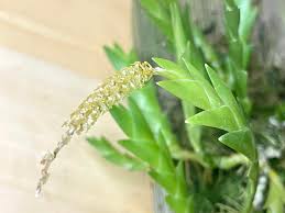 Image result for Oberonia