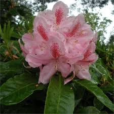 Furnivall S Daughter Inkarho Rhododendron Buy Furnivalls Daughter Online Showy Flowers Flower Show Rhododendron