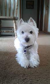 Jake 3 29 17 Westie Puppies Westie Terrier Terrier Puppy