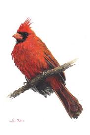 Created Using Faber Castell Albrecht Durer Watercolor Pencils On Bristol Paper By Ian Rees