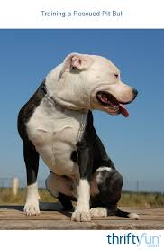 Learn more about a path 4 paws dog rescue in las vegas, nv, and search the available pets they have up for adoption on petfinder. Training A Rescued Pit Bull Thriftyfun