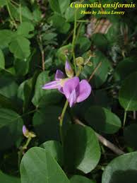Image result for Canavalia ensiformis