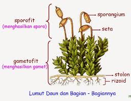 Manfaat Tumbuhan Lumut Bryophyta Dan Peranan Lumut Bagi Kehidupan Manusia
