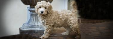 We did not find results for: Labradoodle Puppies For Sale Noble Fur Labradoodles