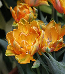 What kind of tulips to plant in atlanta? Tulips In Florida University Of Florida Institute Of Food And Agricultural Sciences