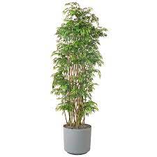 Ming Aralia Houseplants Low Light Indoor Plants Low Light Low Light House Plants