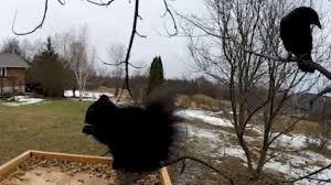 Regarding your crow and squirrel au, how is crowfeathers relationship with night cloud and breezepelt? Wild Crow Speaks To Squirrel Eating Peanuts At A Bird Feeder