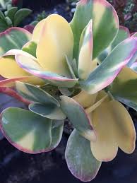 Kalanchoe Luciae Fantastic Variegated Paddle Plant By Shuna Zhao 1000