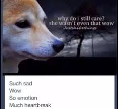 Patrick star internet meme doge pepe the frog, meme, sticker, cartoon png. 46 Shibe Ideas Doge Meme Doge Dog Memes