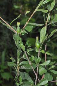 Image result for Gardenia brachythamnus