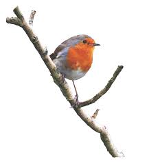 Robin On A Branch Png By Alzstock Deviantart Com On Deviantart Art Greyhound Art Pet Birds