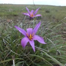 Image result for Xerophyta wentzeliana