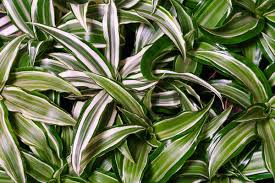 Image result for Dracaena laxissima