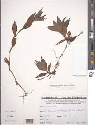 Image result for Stanfieldiella