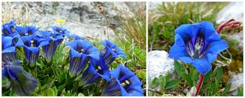 I colori mettono di buon umore, in particolare il blu che regala all'osservatore. Fiori Di Montagna Ortaggi Che Passione