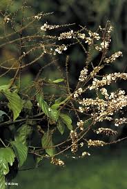 Image result for Gouania