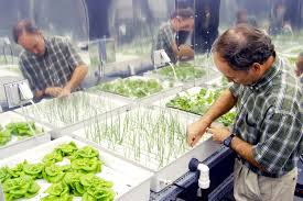 Hydroponics Wikipedia