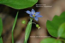 Check spelling or type a new query. Us Wildflower S Database Of Blue Wildflowers For Illinois
