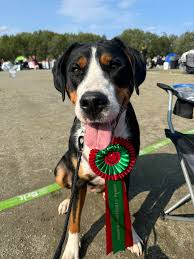 NKK Tromsø 18.8.24 🏆Ny norsk utstillingschampion🏆 🌟Nebacos Belle Beauty  «Pippa»🌟