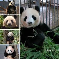 シャンシャンファミリー 右 おばあちゃんの英英インイン 左側は上から順に シャンシャンのおばさん瑛華 お母さんのシンシン 従兄弟の胖大海パン ダハイくん シャンシャン 上野動物園 パンダ パンダ かわいい シャンシャン