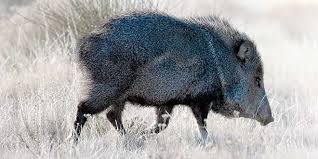 Select from 35919 printable crafts of cartoons, nature, animals, bible and many more. Out Of Range Javelina Are Making Appearances In Some Of The Most Unlikely Places New Mexico Wildlife Magazine